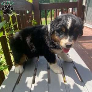 Ruby, Australian Shepherd Puppy